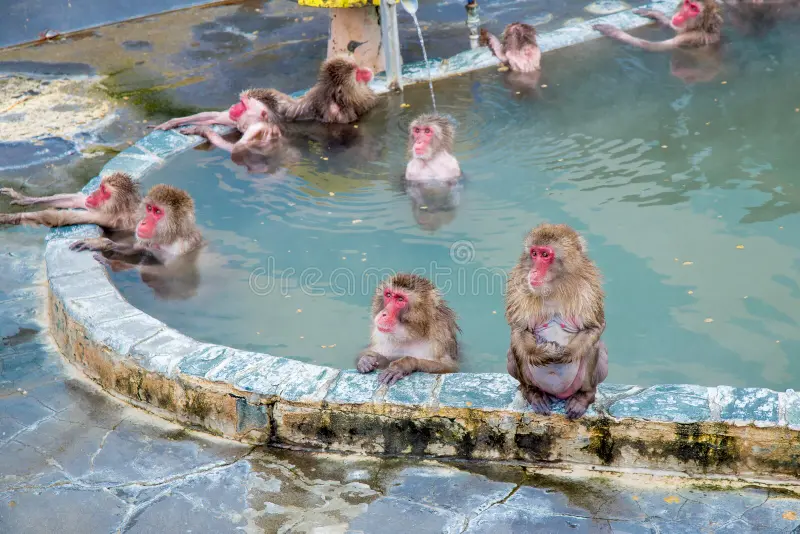 snow monkey monkey spa snow monkey monkey spa yunokawa onsen hakodate japan abstract relaxing cold wet 116777851